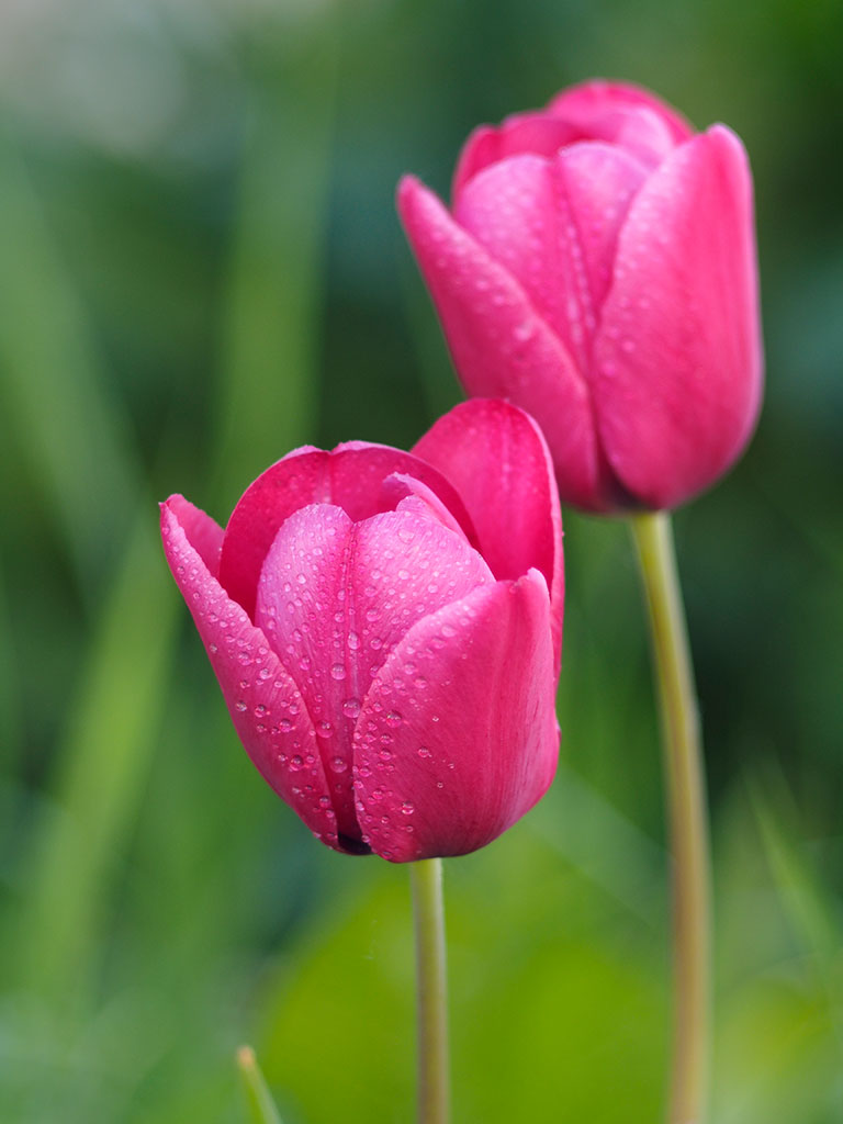 Das Foto zeigt zwei pinke Tulpenblüten mit Tautropfen.