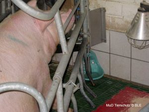 Nahaufnahme einer Sau an einer Tränke: Darunter ist eine tiefergesetzte Tränke für Ferkel zu sehen.
