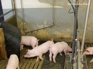 Ferkel vor Tränknippeln an einer Wandleitung im Stall