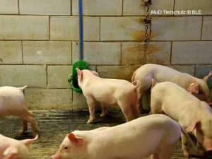 Ein Ferkel trinkt im Stall aus einer Beckentränke, die an einer Mauer befestigt ist. Davor sind weitere Ferkel zu sehen.