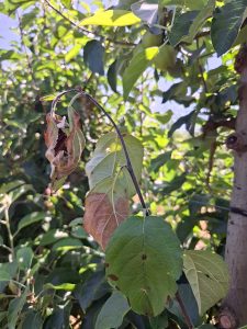Ast eines Apfelbaumes, der mit Feuerbrand infiziert ist