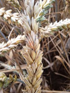 Nahaufnahme einer Weizenähre, die mit Fusarium befallen ist; Spelze sind schwarz und orange verfärbt; Ährenspitze weißlich verfärbt