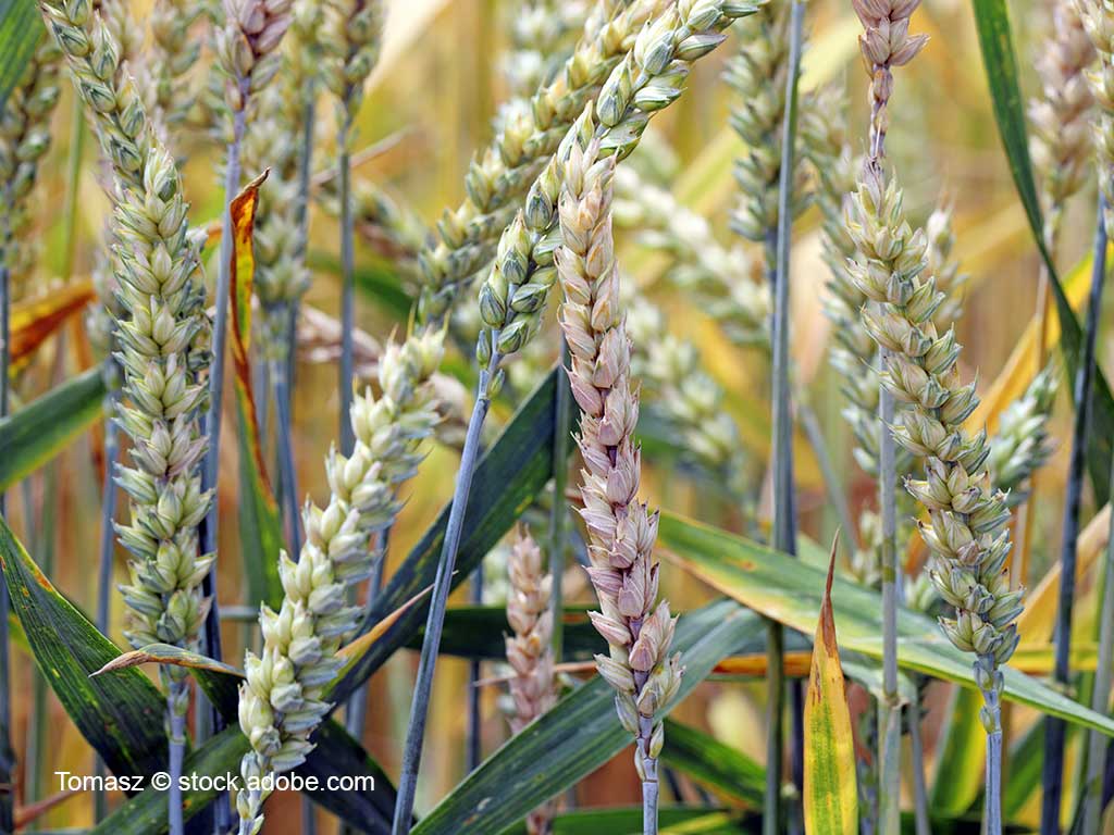 Nahaufnahme eines Weizenbestandes mit Fusarium; die Ähren sind zum Teil hell verfärbt; Tomasz © stock.adobe.com