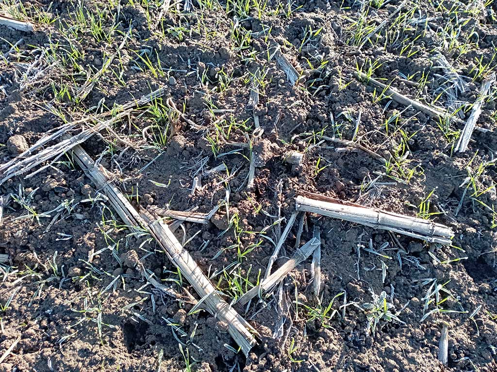 Feld mit jungem Weizen; es sind noch Reste von Maisstoppeln zu sehen
