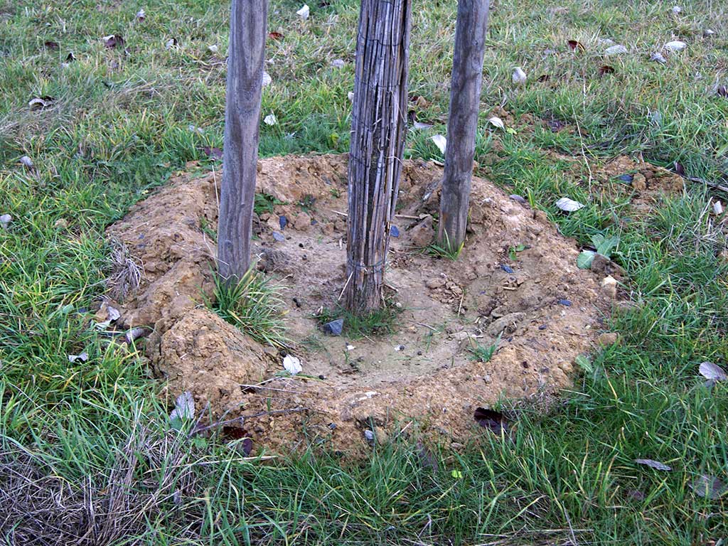 Baumpflanzung mit Gießrand aus dem Erdreich