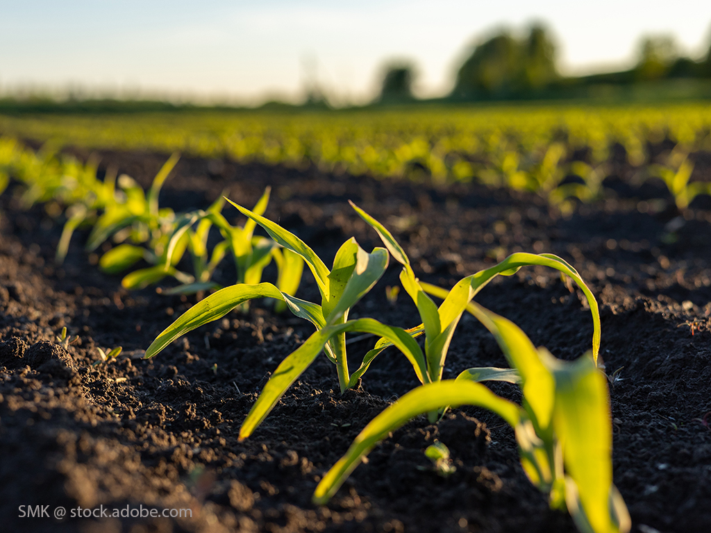 Junger Mais im Feld im Abendlicht