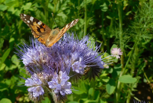 Ein Schmetterling auf einer blühenden Phacelia-Pflanze
