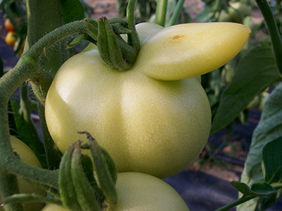 Grüne Tomatenfrucht mit Verformung