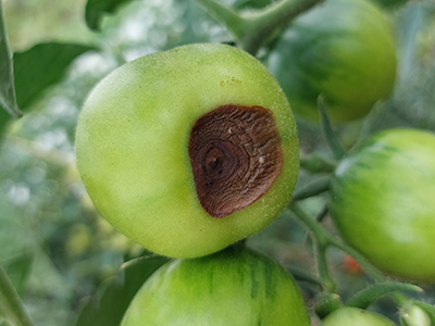 Grüne Tomante mit einem schwarzen Fleck