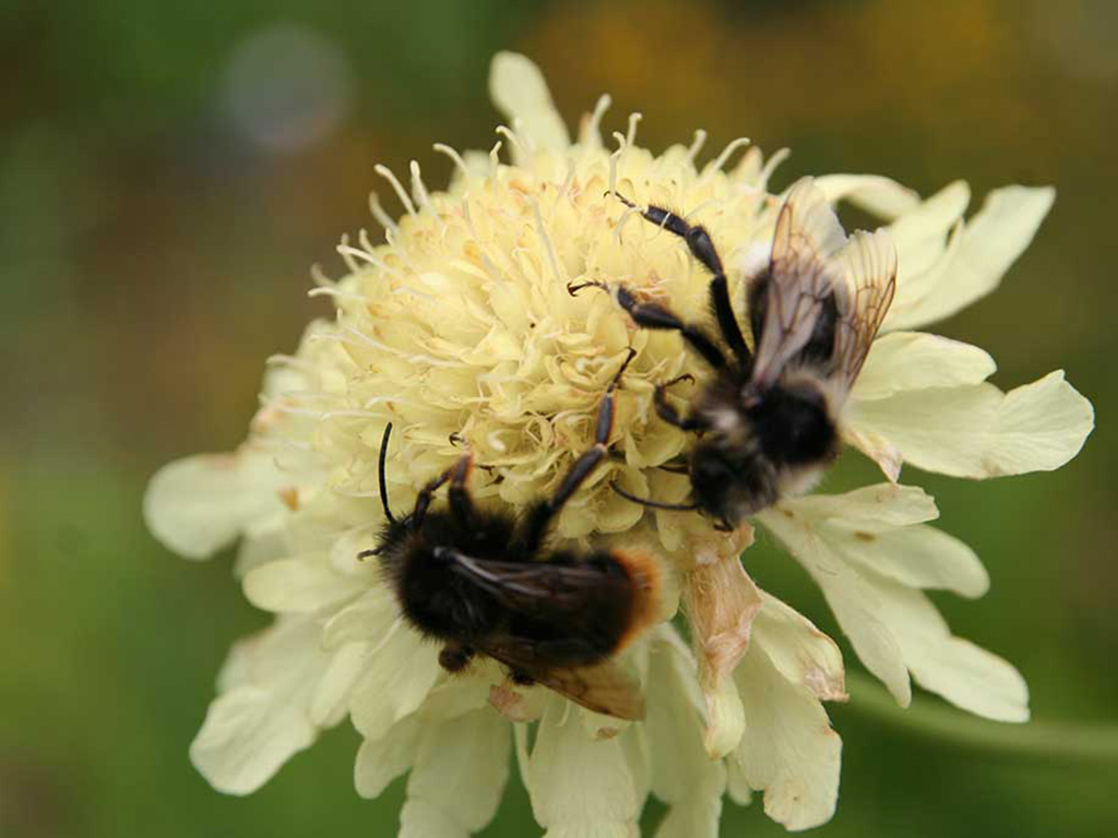 Wildbienen auf hellgelber Blüte
