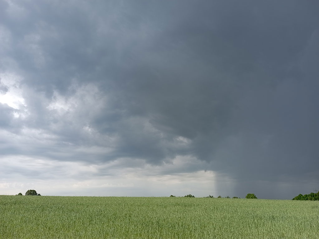 Dumkle Wolken über einem Roggenfeld