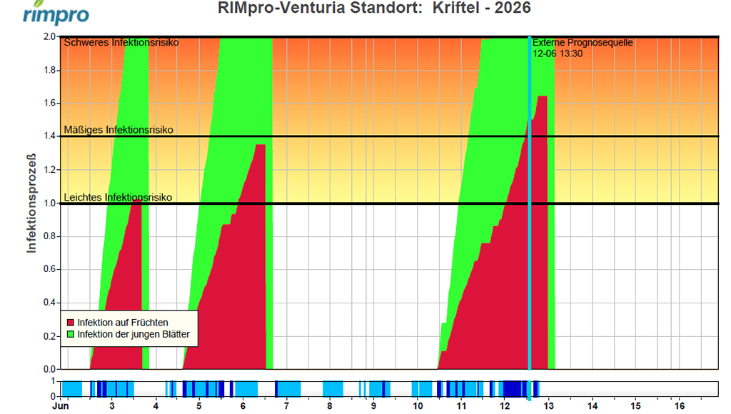 Diagramm: Konidieninfektionen (Sekundärinfektionen) am Standort Kriftel ab dem 1. Juni 2026