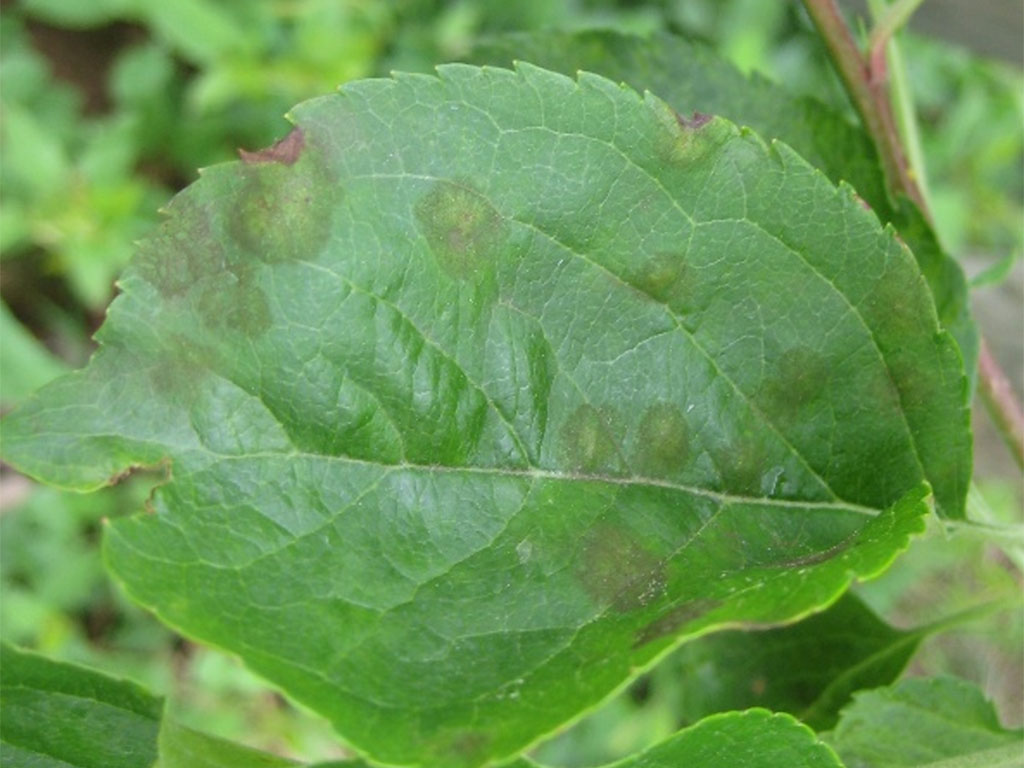 Schorfsymptome auf Apfelblatt: verfärbte Flecken auf dem Blatt und braun verfärbte Stellen ab den Blatträndern