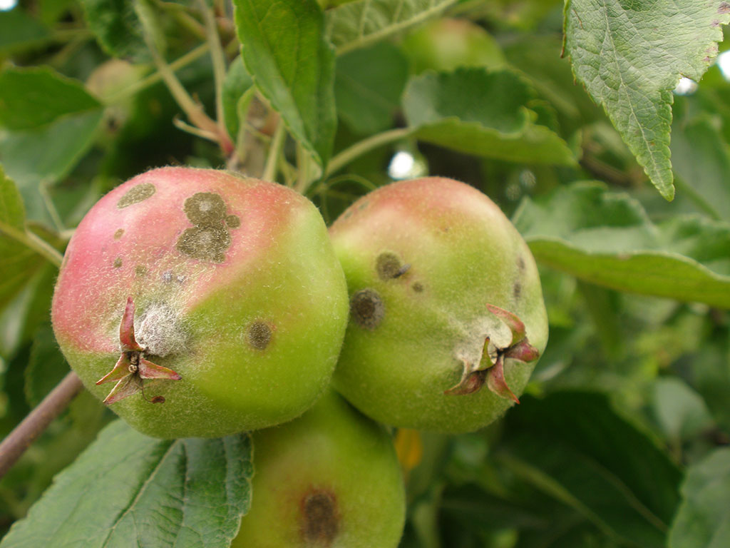 Schorfsymptome auf der Frucht: kleine Früchte (Äpfel) mit braunen Flecken und weien Stellen