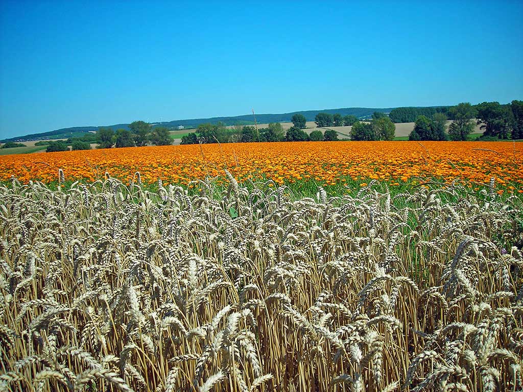 Weizenfeld im Sommer; im Hintergrund ein orange blühendes Calendulafeld