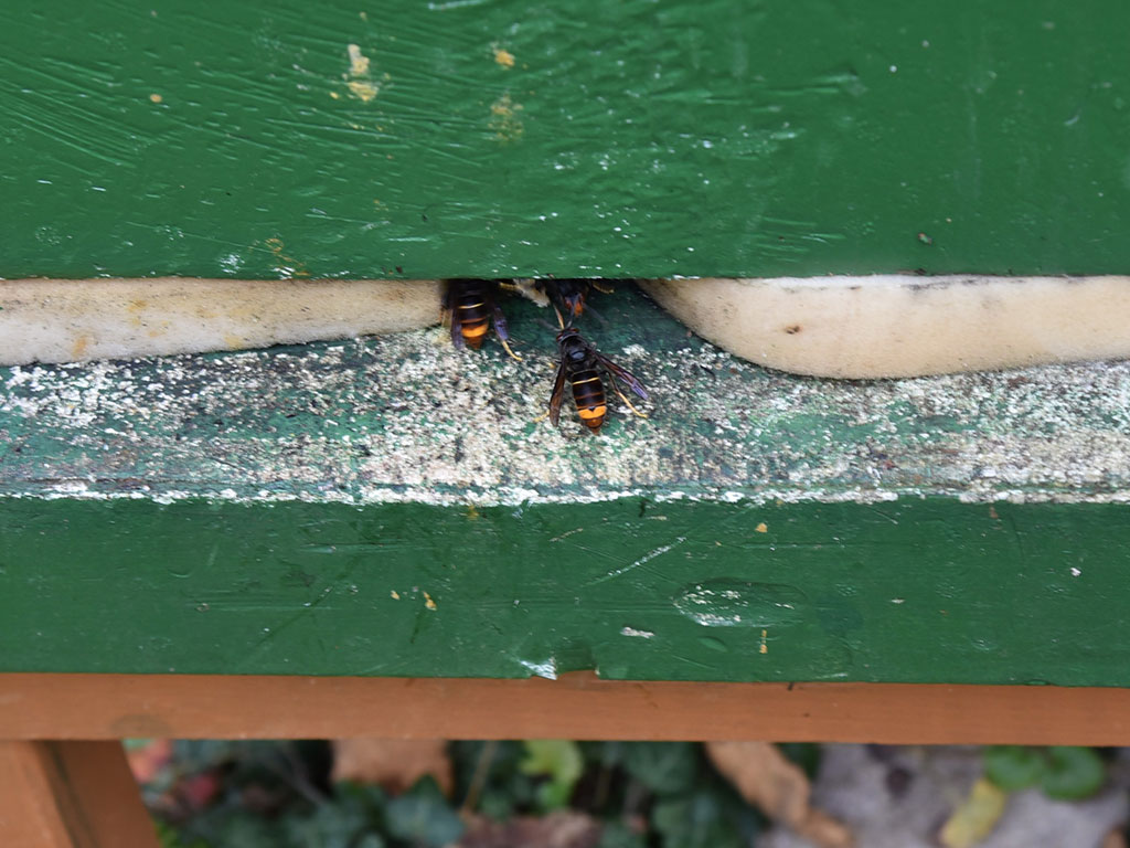 Eine Asiatische Hornisse Vespa velutina sitzt im Flugloch eines Bienenvolkes.
