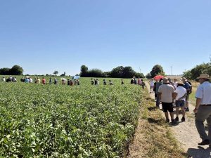 Personengruppe mit Strohhüten und Sonnenschirmen an einem heißen Sommertag läuft an einen Leguminosenfeld entlang