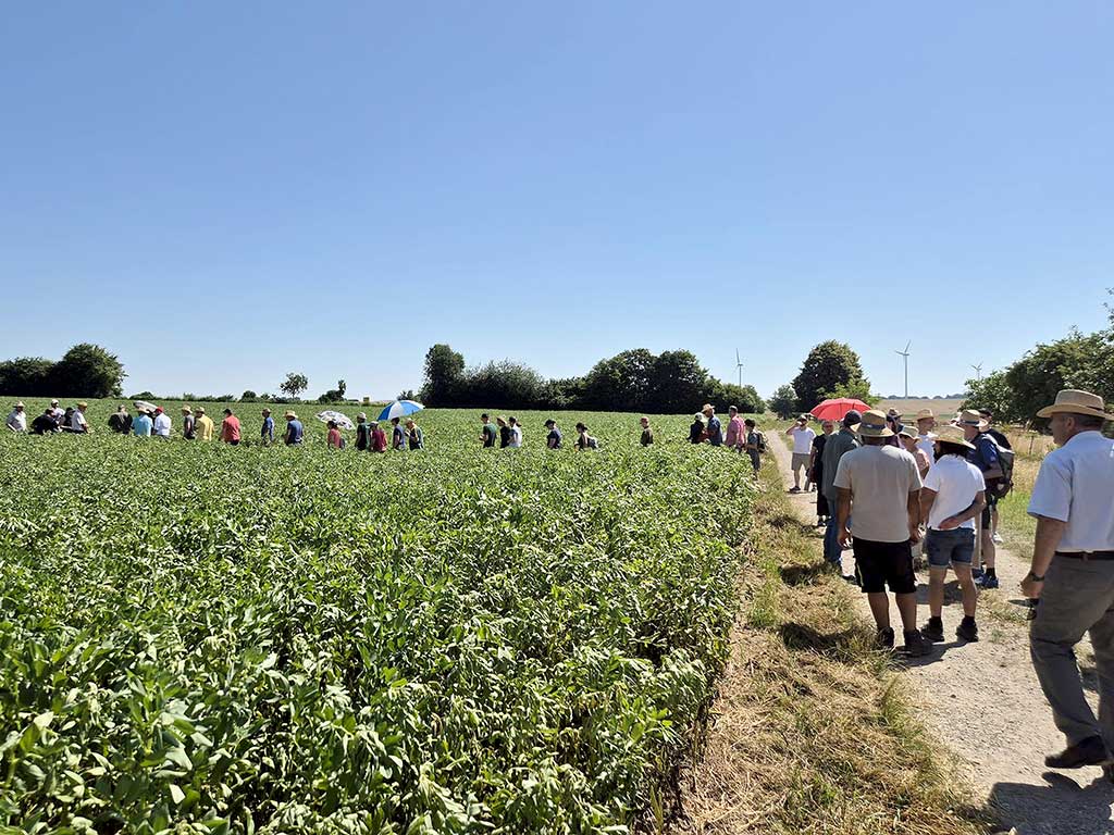Personengruppe mit Strohhüten und Sonnenschirmen an einem heißen Sommertag läuft an einen Leguminosenfeld entlang
