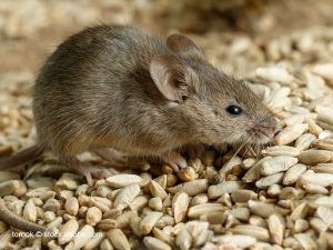 Schadnager sitzt auf Getreidekörnern