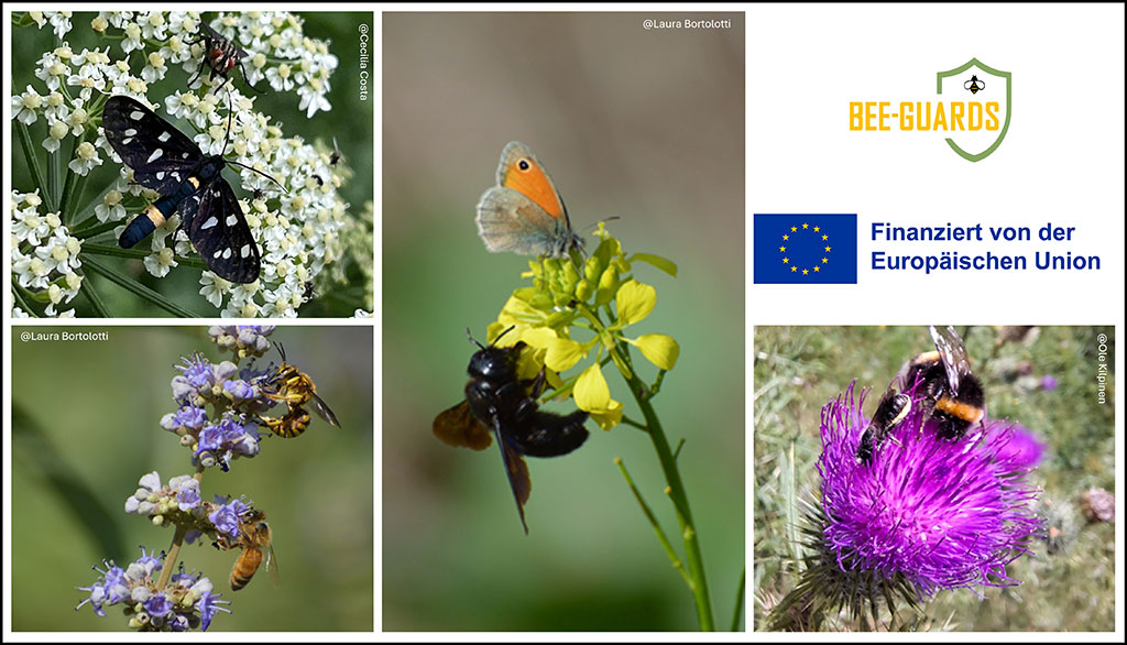 Vier kleine Bilder mit unterschiedlichen Insekten auf Blüten sowie das Logo von BEE-GUARDS