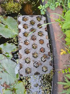 Bienen sitzen auf einer Lochplatte, die auf einem Gartenteich schwimmt.