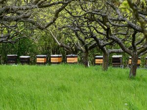 Bienenkästen stehen vor einer Hecke unter kleinen Laubbäumen.