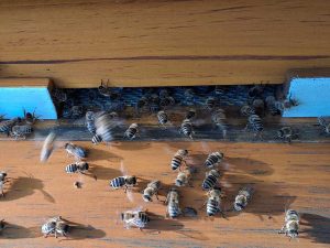 Bienen sitzen im Flugloch und fächeln mit den Flügeln.