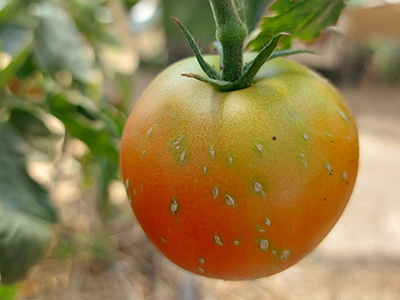 Reifende Tomate mit kleinen Pünktchen
