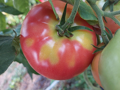 Tomate mit grünen Flecken