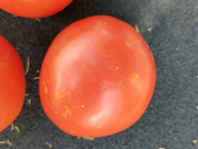 Tomatenfrucht mit kleinen goldenen Pünktchen