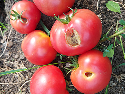 Rote Tomatenfrüchte mit Schäden