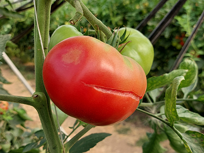 Reife aufgeplatzte Tomate