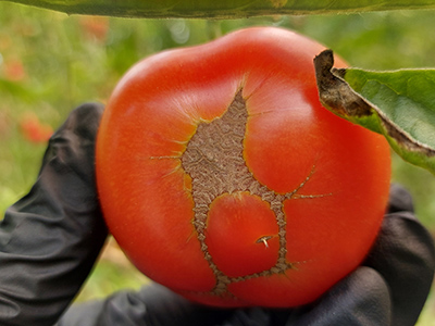 Reife Tomate mit Verkorkung
