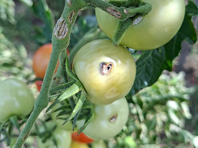 Grüne Tomate mit kleinem Loch