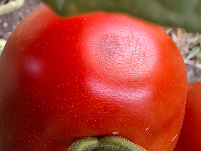Reife Tomate mit Druckstelle