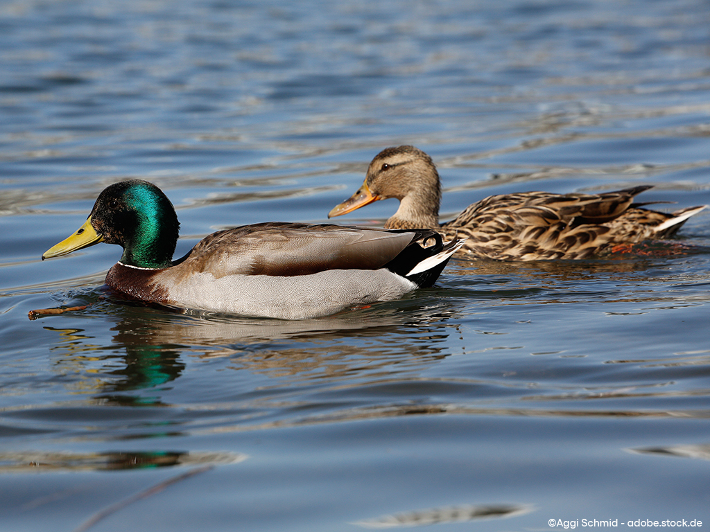 Zwei Stockenten im Wasser