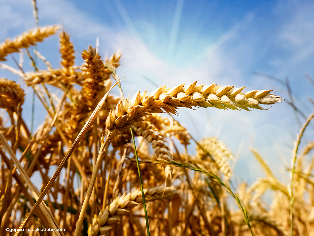 Weizenähren im Sonnenschein