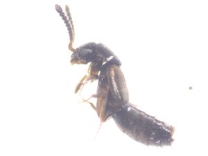 Atheta coriaria / Ausgewachsener Käfer, 3-4 Millimeter lang, dunkelbraun bis glänzend schwarz gefärbt und am ganzen Körper behaart