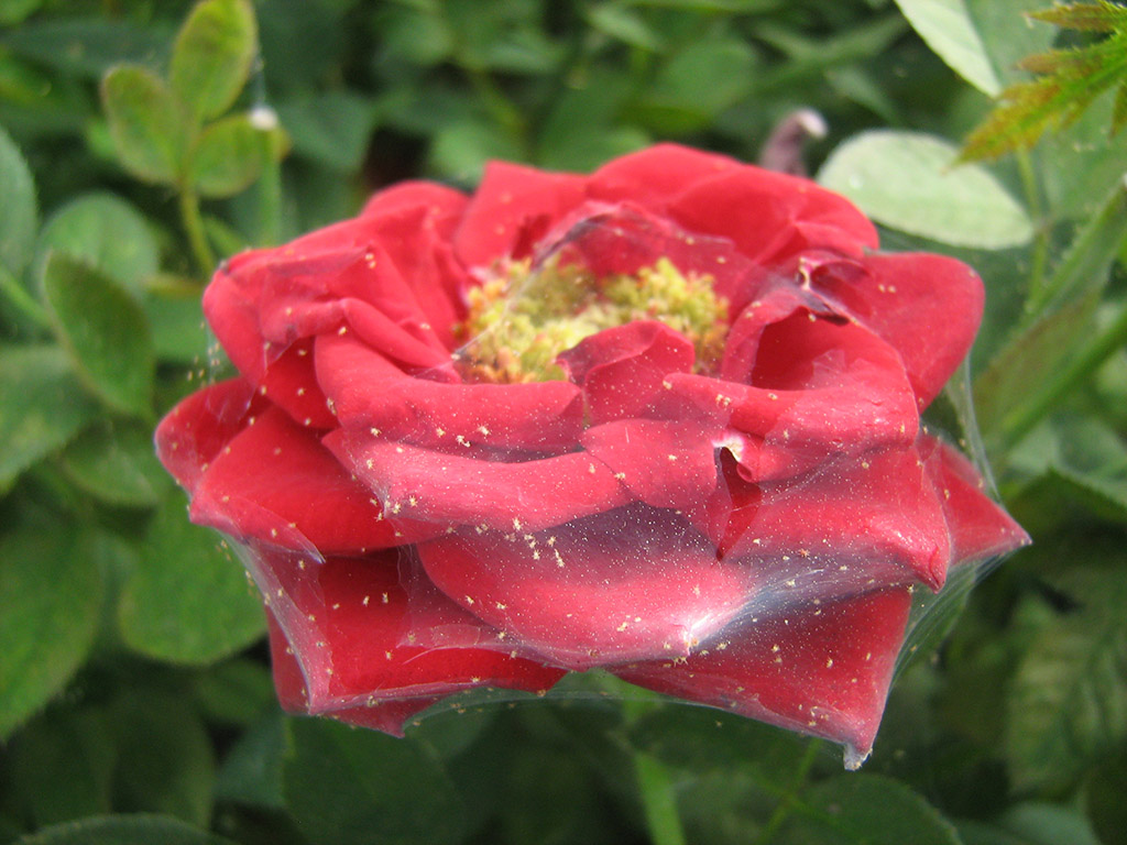 Fortgeschrittener Spinnmilbenbefall an einer Rosenblüte. Die Blütenblätter sind mit einem Gespinst überzogen, in dem Spinnmilben erkennbar sind.