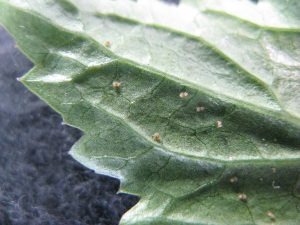 Nahaufnahme: Spinnmilben auf Blattunterseite