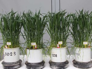 4 weiße Pflanztöpfe mit Weizen-Jungpflanzen