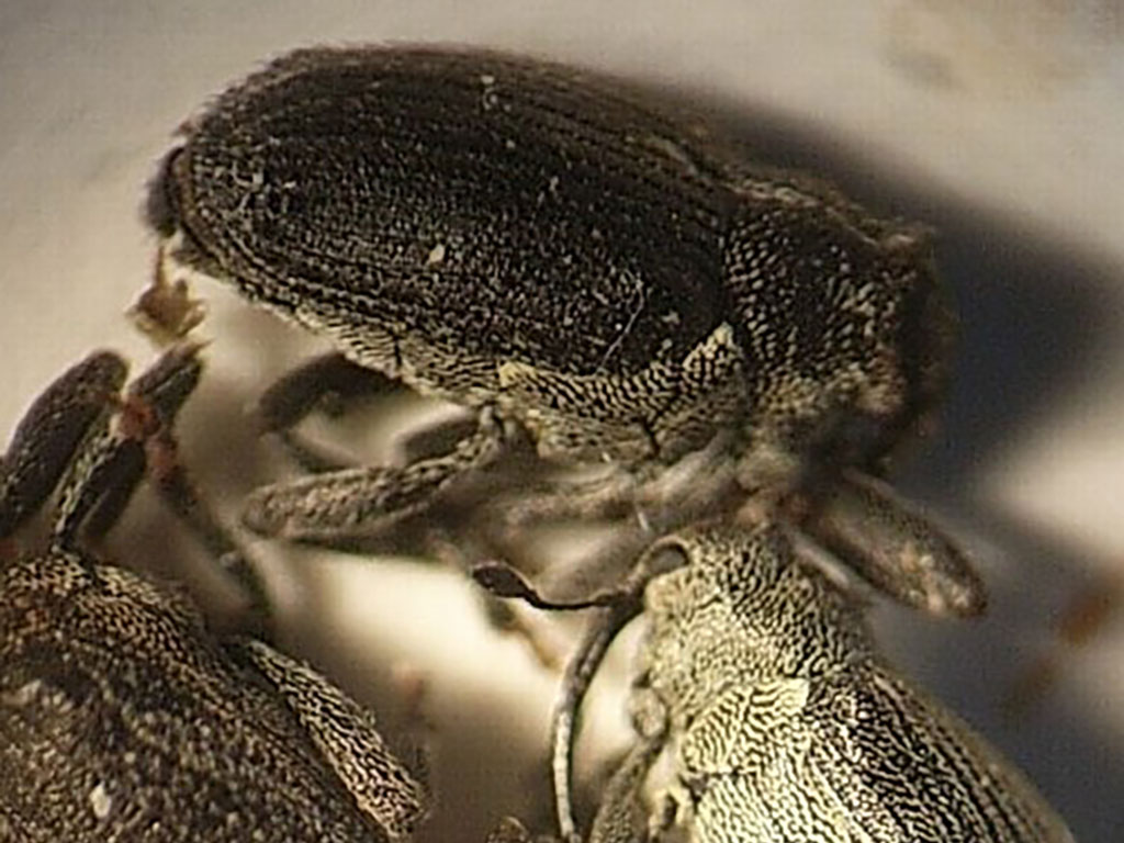 Nahaufnahme des Schwarzen Kohltriebrüsslers