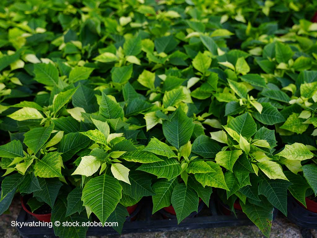 Plastikpaletten mit noch grünen Poinsettien in Töpfen