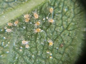 Zwölf orange gefärbte Raubmilben der Art Phytoseiulus persimilis in Nahaufnahme auf der Unterseite eines Blattauschnitts
