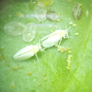 1. Zwei weiße Fliegen mit leicht gelblich gefärbten Köpfen in Nahaufnahme auf einem Blattausschnitt. Vor den Fliegen sind einige Eier und im Hintergrund sind einige leere durchscheinende Puparien der Weißen Fliege zu sehen.