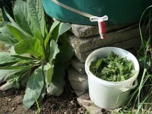 Ein mit zerkleinerter Brennnessel gefüllter Plastikeimer steht unter dem Wasserhahn einer Regentonne. Daneben wächst üppiges Beikraut.