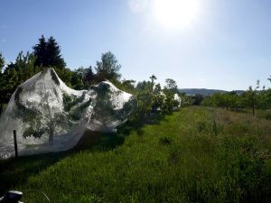 Eine Wiese mit mehreren Bäumen ist zu sehen, einige der Bäume sind komplett mit weißen Schutznetzen eingenetzt.