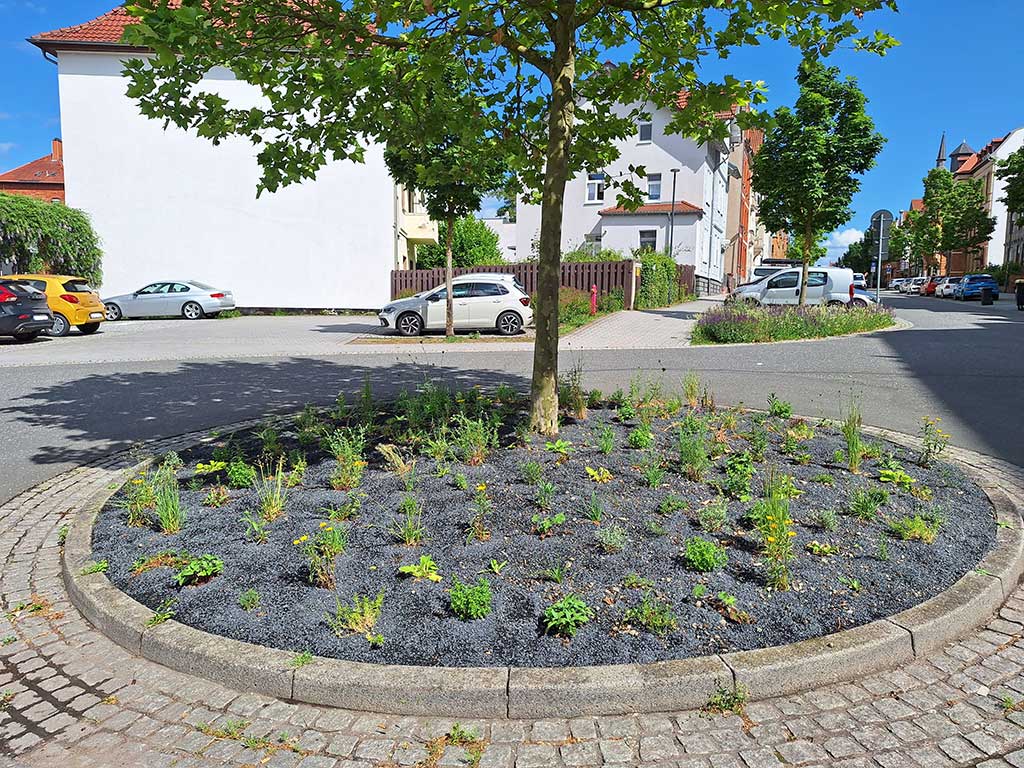 Im Vordergrund ein kleiner Verkehrskreisel mit einem Baum in der Mitte, bepflanzt mit noch recht kleinen, krautigen Stauden und Splitt dazwischen. Im Hintergrund sind eine Straße, Häuser und Autos zu sehen.