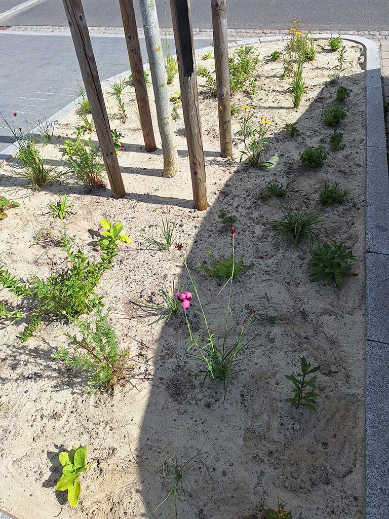 Es ist eine sandbedeckte Fläche zu sehen, auf der kleine krautige Stauden wachsen. Dazwischen steht ein junger Baum mit 4 Stützpfählen. Die Fläche wird durch Bordsteine begrenzt, dahinter ist asphaltierter und gepflasterter Boden sichtbar.