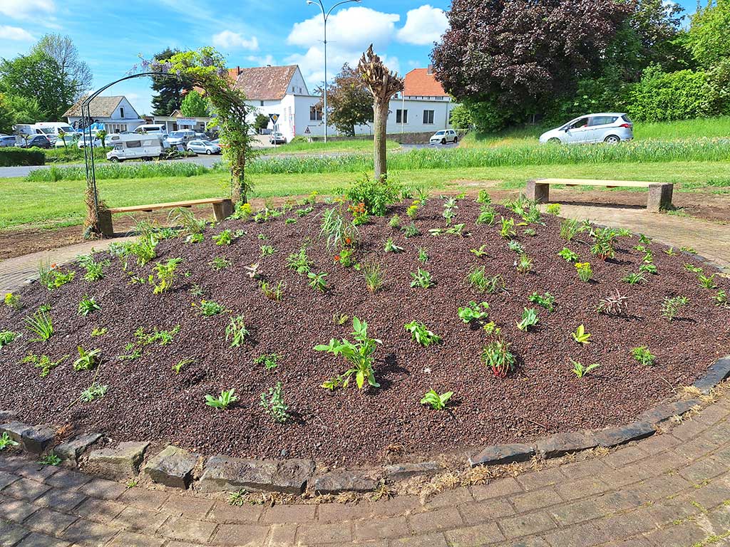 Es ist ein rundes Beet zu sehen, das zur Mitte hin ansteigt. Es ist mit jungen krautigen Stauden bepflanzt und dazwischen mit Lavadrän bedeckt. Um das Beet herum geht ein gepflasterter Gehweg. Im Hintergrund sind Sträucher, eine Wiese, eine Bank, eine Straße, Häuser und Autos zu sehen.